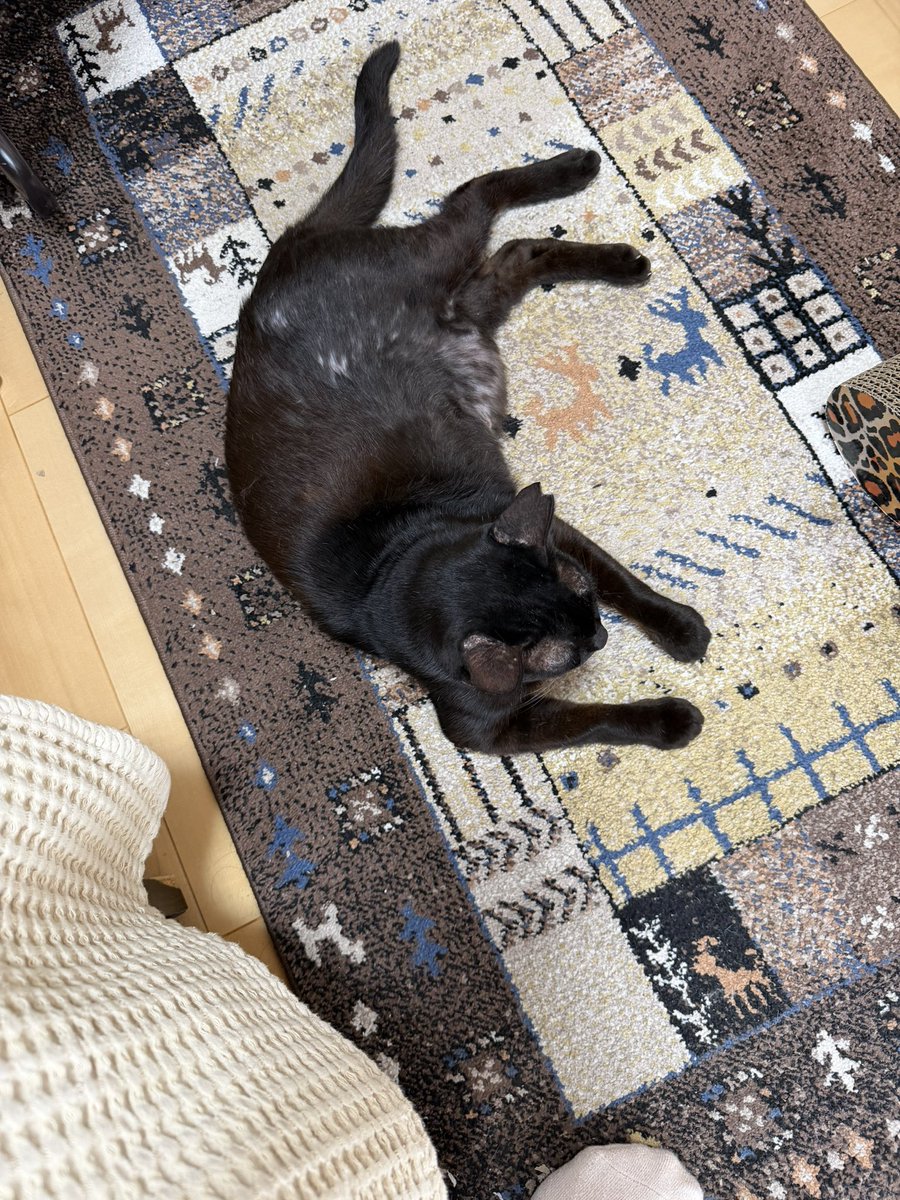 Hisae331207's tweet photo. 寝過ぎたﾆｬｰ
触るとポカポカして気持ちが良い

#黒猫 #保護猫 #猫好きさんと繫がりたい https://t.co/q1I0GU2XBg