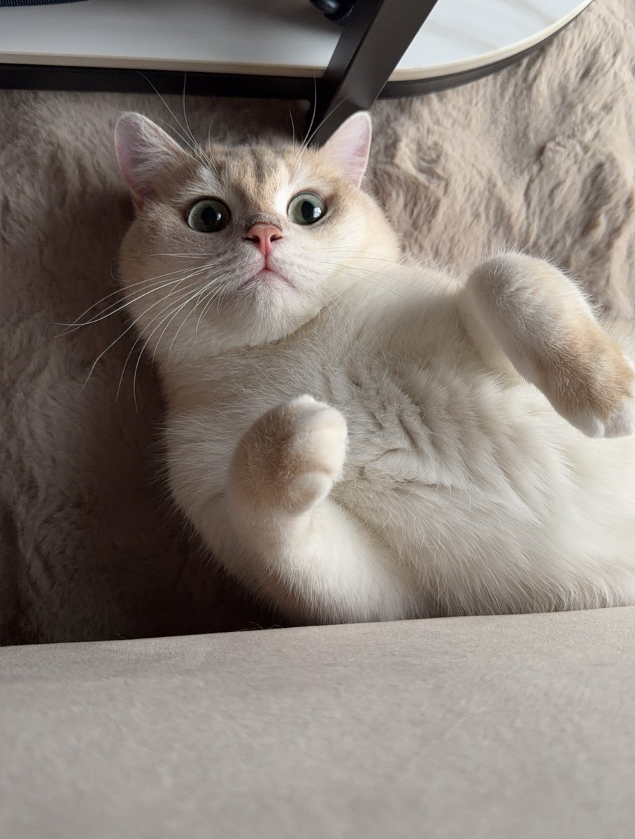 konmunjapang's tweet photo. ดื้อสุดๆ นั่งทำงานก้อ เกาขาตลอดด 🫪🙀 #CatsLovers #แมว #britishshorthair https://t.co/rctR6pZeY0
