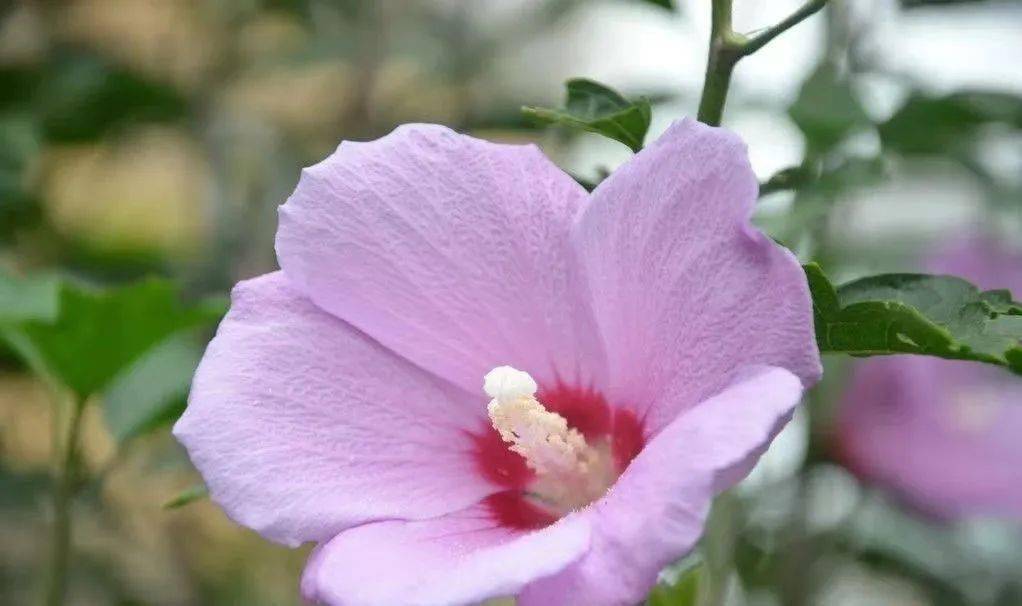 BennieKellyvlj's tweet photo. [今日庭に咲いた菩提の花が風に揺れて、過去の忌日のことをふと思い出す。無力感を搪夷する術もなく、ただ静かに空を眺めている。] https://t.co/QBNymvUTfM