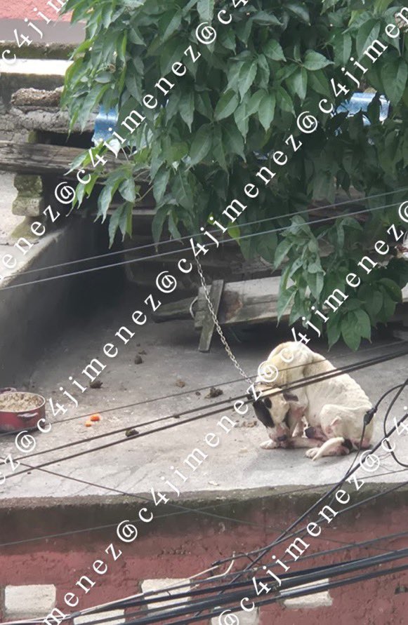 LuisCardenasMx's tweet photo. 🚨🐕 ¡Encadenado, desnutrido y herido! Denuncian maltrato animal en Naucalpan

Vecinos de la colonia San Rafael Chamapa, cuarta sección, en el Estado de México, solicitan el rescate urgente de un perro que permanece encadenado en la azotea de una vivienda.

De acuerdo con los denunciantes, el animal está extremadamente delgado, presenta heridas y no recibe suficiente alimento ni cuenta con un refugio para protegerse del sol y la lluvia.

⚠️ Los habitantes piden la intervención de las autoridades de @GobNau y del alcalde @isaacsolar para verificar las condiciones del perro y ponerlo a salvo.

Información @c4jimenez