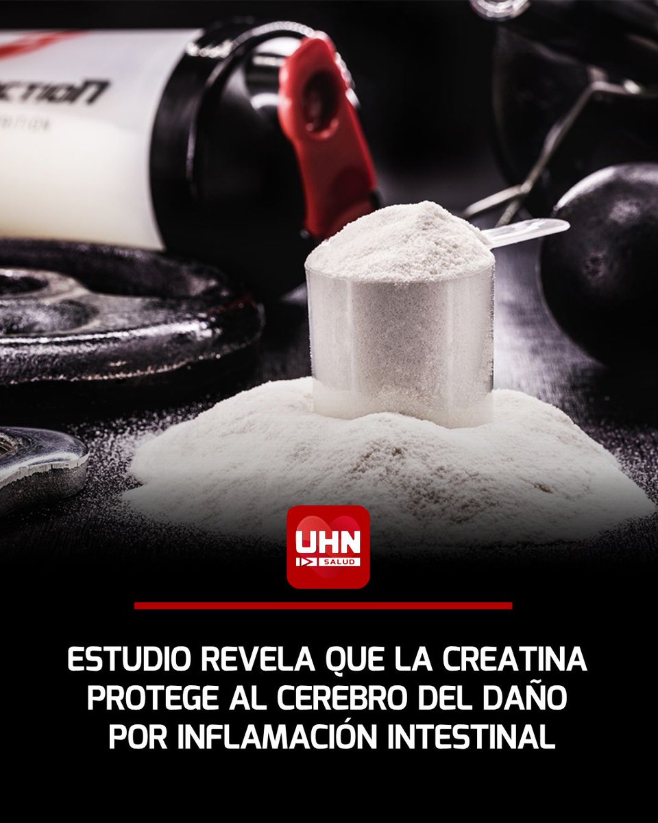 UHN_Plus_Salud's tweet photo. 🇪🇸‼️ | Un estudio de la Universidad de Sevilla sugiere que la creatina puede proteger al cerebro del daño causado por la inflamación intestinal. En modelos animales con colitis ulcerosa, el suplemento restauró la integridad neuronal del hipocampo, redujo la inflamación y preservó la función cerebral. Los resultados, publicados en Brain, Behavior, and Immunity, abren la puerta a su posible uso preventivo en enfermedades inflamatorias del intestino.