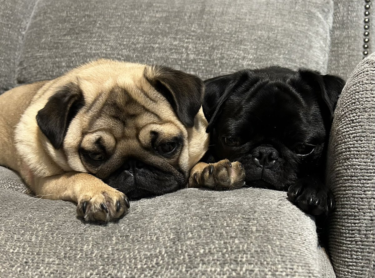 ericdresh's tweet photo. Happy National Pug Day from Maple and Bacon. 

Now…where’s my fellow Pug people?!? https://t.co/ZBym8syISC