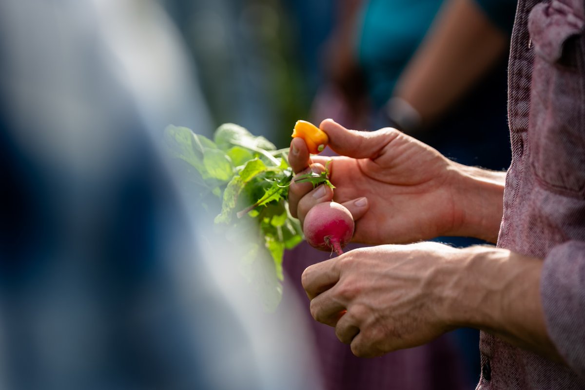 IACupdate's tweet photo. New to Farm to School?
Farm to School connects K-12 students with local and Native-grown foods through three core elements: Procurement, Education & School Gardens/Food Production.
https://t.co/bEPqAFPz8Y
@FarmtoSchool
#F2SMonth #IndianAg #LocalFood #NativeGrown https://t.co/TsWoUlCRy3