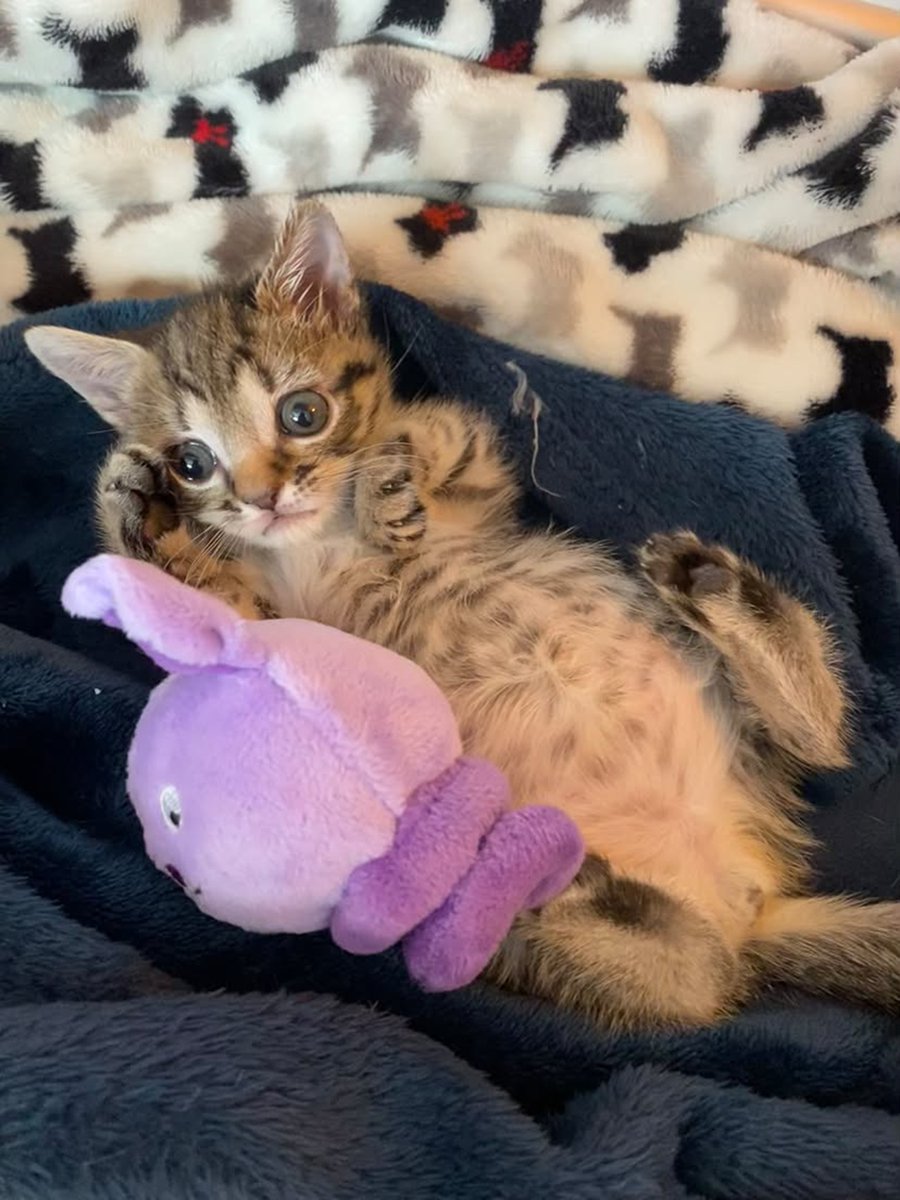LoveMeowdotcom's tweet photo. Keke was the only one of her litter to survive, and her bones were so fragile they could fracture at the smallest movement. Specialists feared a grim diagnosis. Her rescuers refused to stop searching for answers. 🐾 https://t.co/uUEoCv0w6G