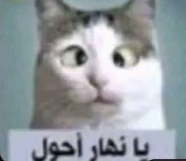 e111a_'s tweet photo. @raiil4_ ههههههههههههههههههههههههههههههههههههههههه https://t.co/IlIviV1xiN