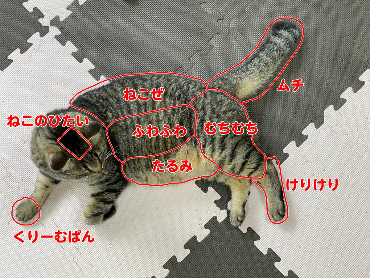 yonasawa's tweet photo. 金曜日ですからﾈｺﾁｬﾝの部位を貼ろうと思います https://t.co/55ImXsijfE