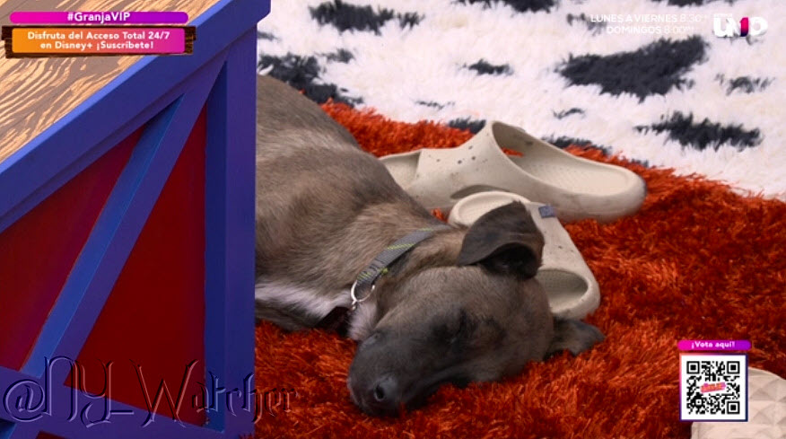 NY_Watcher's tweet photo. #LaGranjaVIP Meanwhile it's Nap Time for Tlacoyo - Ivonne and a few other Housemates 😴💤💤
#LaGranjaVIPMX
#LaGranjaMX https://t.co/FktRBiybML