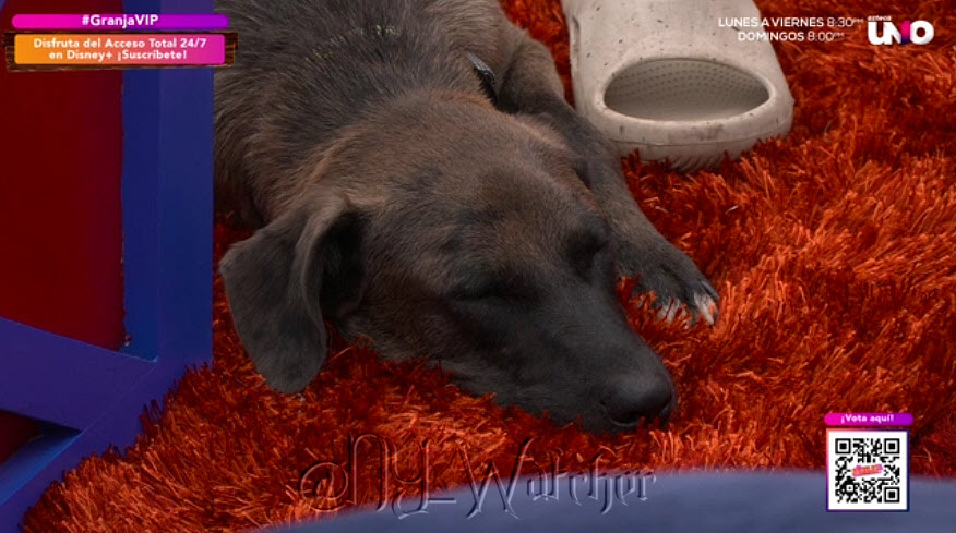 NY_Watcher's tweet photo. #LaGranjaVIP Meanwhile it's Nap Time for Tlacoyo - Ivonne and a few other Housemates 😴💤💤
#LaGranjaVIPMX
#LaGranjaMX https://t.co/FktRBiybML