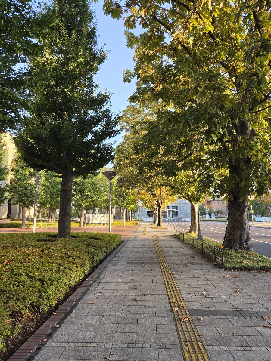 ita10m's tweet photo. 朝ラン☀️🌱ジョグ7km、5kmすぎてから少しだけペースアップ(*Ü*)ﾉ"☀ジョグも、メリハリつけて走る。ラップ見てもほぼイーブンではしれて良き！銀杏並木綺麗でした✨️明日は、JAPANカップ #朝ラン #ガールズバンドクライ https://t.co/qA9rBKrCFp