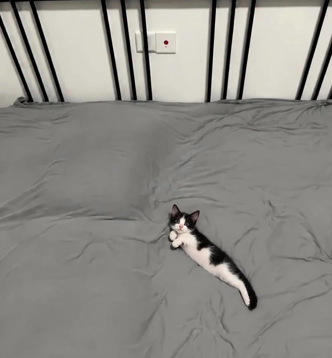 gatinarios tweet picture