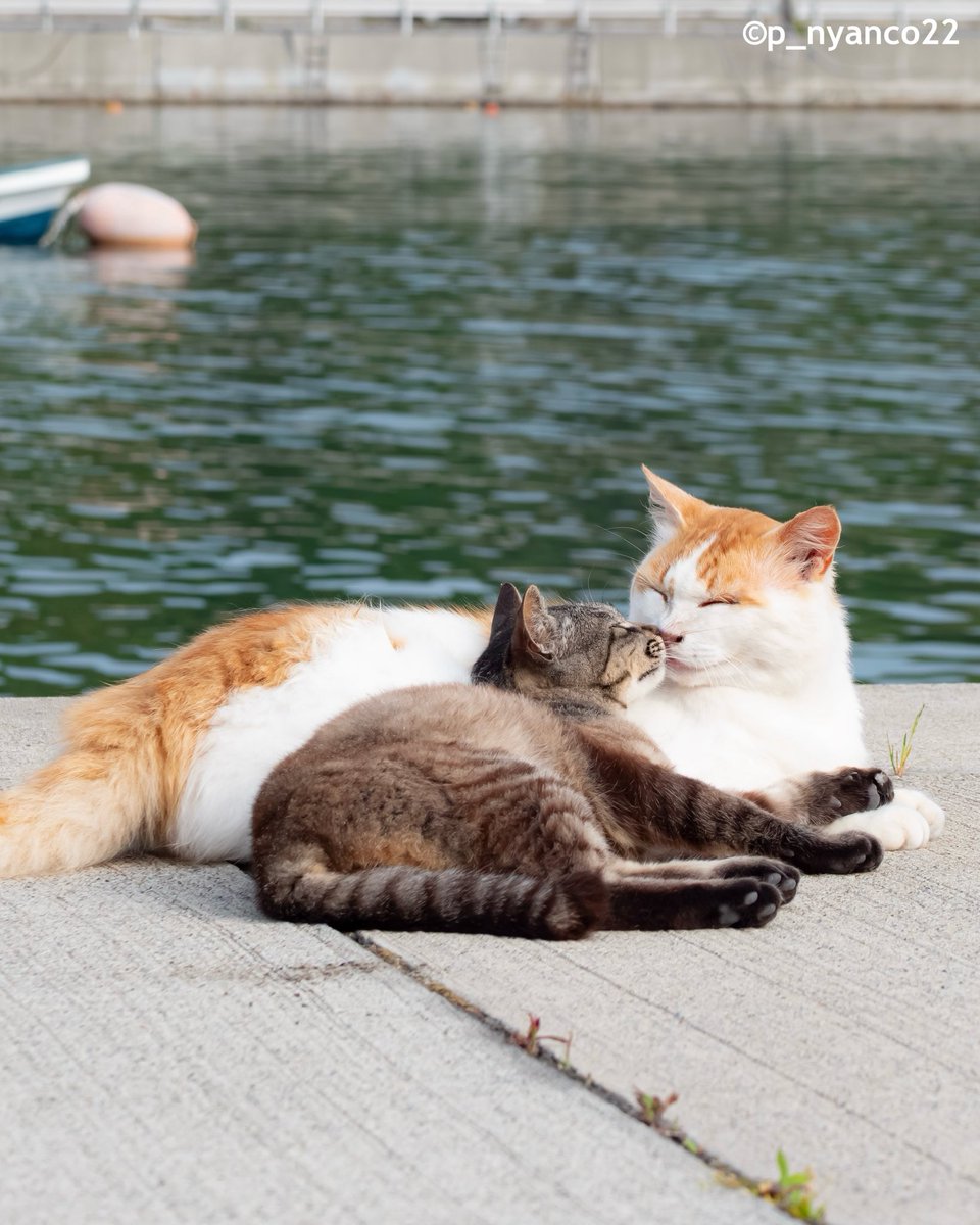 simabossneko's tweet photo. おはよう鼻ちょん💕
Nose greeting💕

#猫 #cat https://t.co/evHGKOLqbE