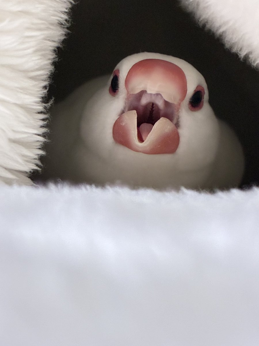 bunchonoshiro's tweet photo. くるぁぁぁぁぁあ！！！！

#文鳥 https://t.co/utdmaSTbuU