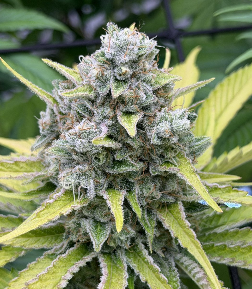 MDM_420's tweet photo. Nug shots 🔥👊👽👍🔥 https://t.co/tqX4TXdi10