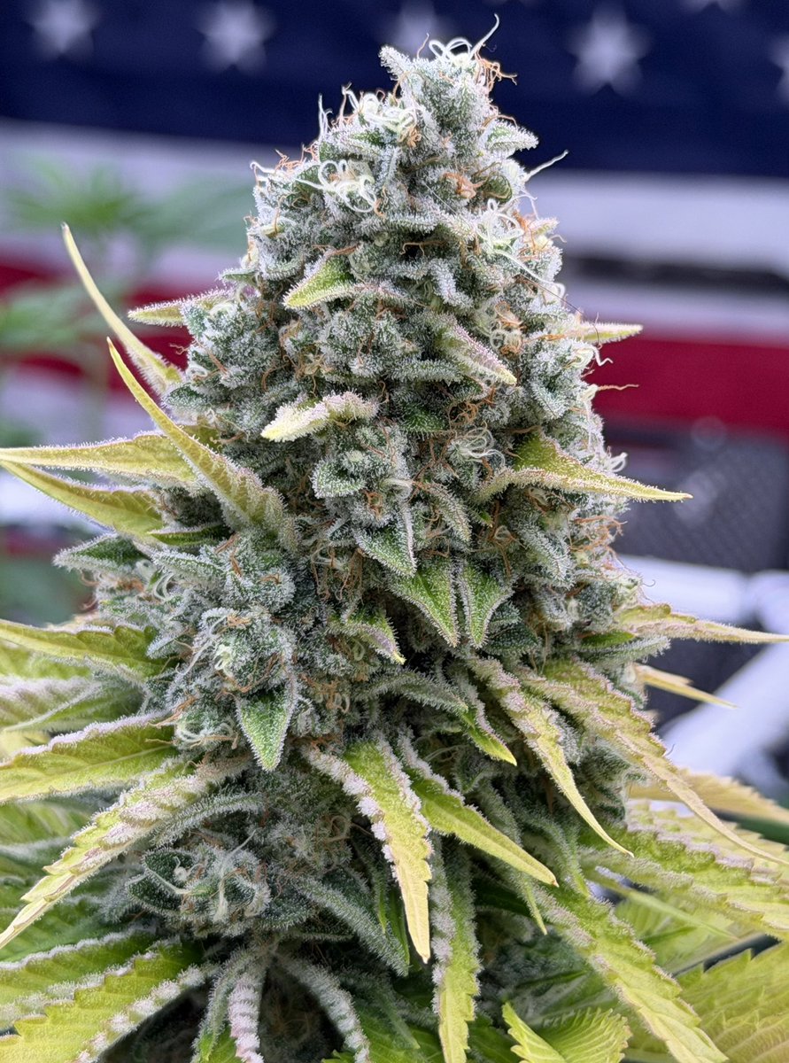 MDM_420's tweet photo. Nug shots 🔥👊👽👍🔥 https://t.co/tqX4TXdi10