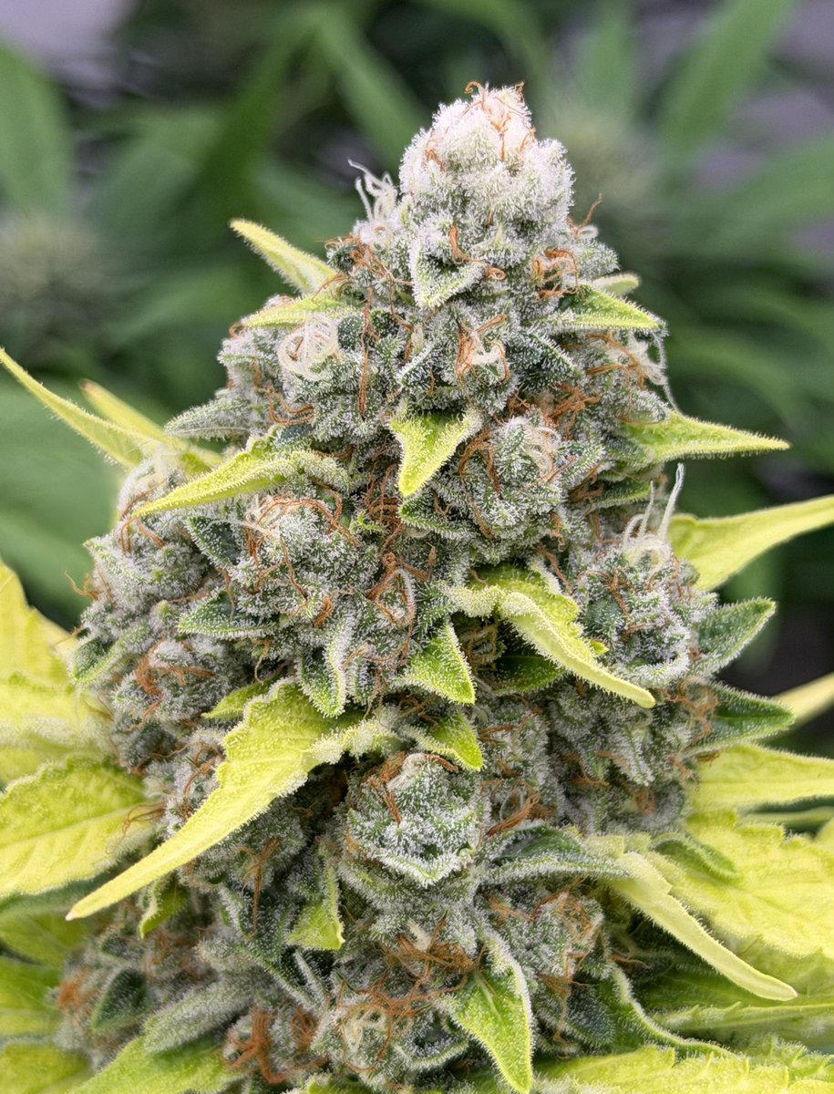 MDM_420's tweet photo. Nug shots 🔥👊👽👍🔥 https://t.co/tqX4TXdi10