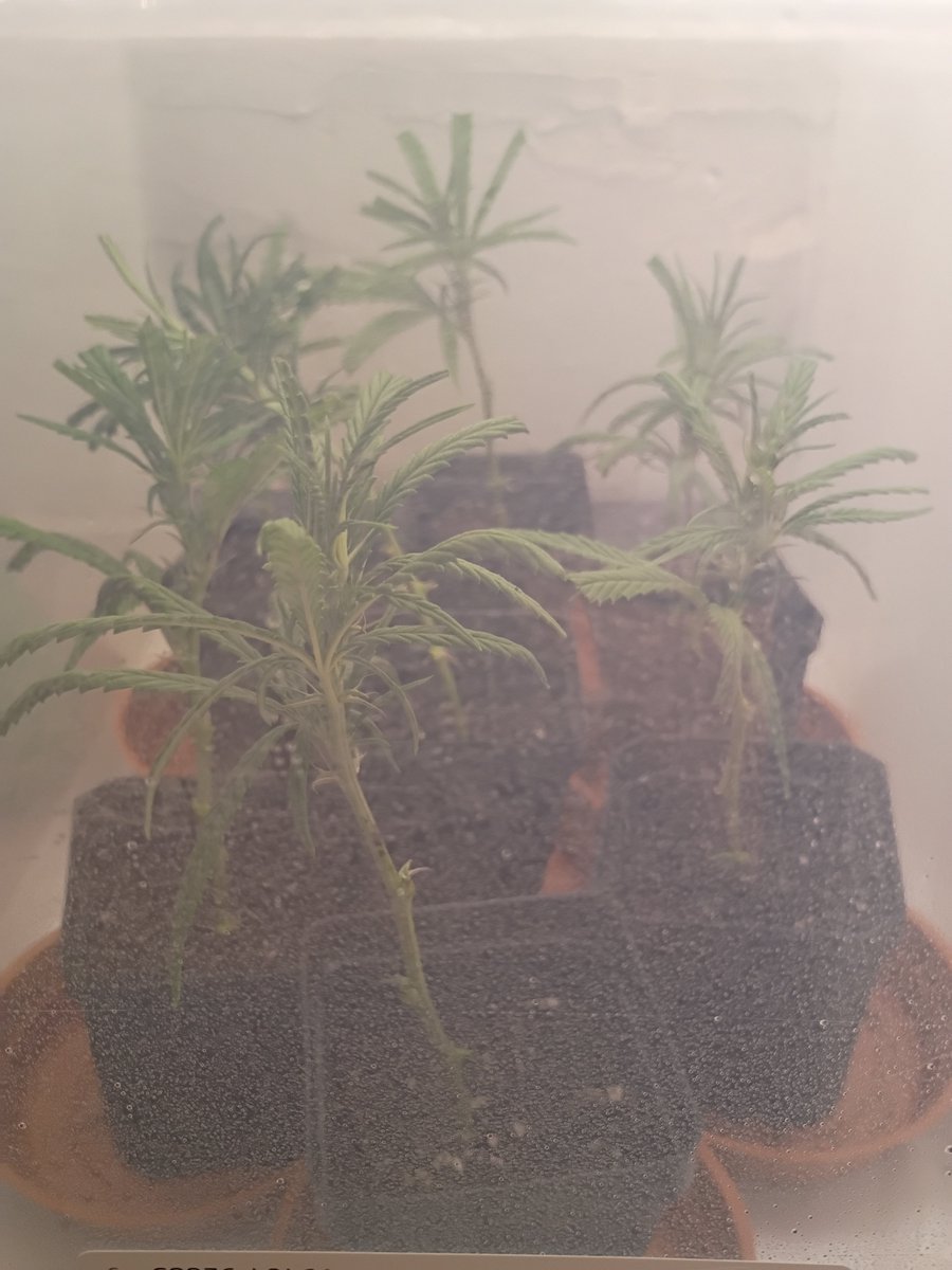 WBeast111's tweet photo. Took some clones of zkittles. Last clone run was not so successful. 🤞🌱 https://t.co/ID5gsLc7cj