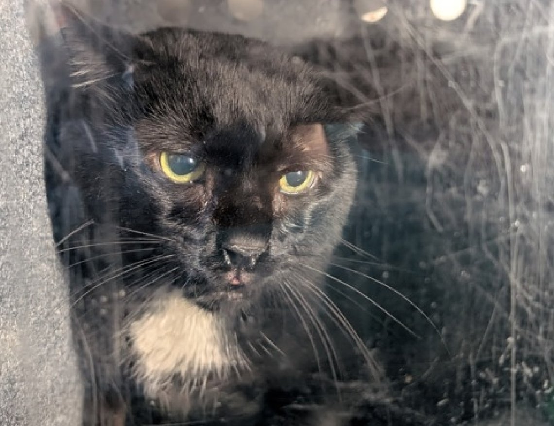 JLthekid9999's tweet photo. 🆘🆘 BLACKJACK SPARROW (ID 265687), 8 YO, MALE – IN MANHATTAN ACC - came into the shelter as a stray on 9/17/2026  🆘🆘 😿 😿 😿 😿

🆘🆘 UPDATE – UPDATE – POOR POOR BALCKJACK SPARROW WAS RETURNED TO THE EPL ON 10-15-26 – LITERALLY ON BORROWED TIME NOW – BEYOND URGENT – LET’S HELP HIM GET SAFE🆘🆘

➡️TBD 10/17/26

➡️ NEW HOPE PARTNER RESCUE ONLY

➡️ SENIOR ALERT

➡️ TOO LOW ON PLEDGES TO STIMULATE RESCUE INTEREST

➡️ 🆘🆘 2ND Chance on Emergency Placement List – VERY URGENT – 🆘🆘 😱🔥🔥😱

➡️ 29 DAYS IN SHELTER – TOO LONG – TIME IS RUNNING OUT

➡️ BLACKJACK SPARROW IS ON THE EPL FOR BEHAVIORAL REASONS (PREVIOUSLY HE WAS ON FOR MEDICAL REASONS) - This evaluation/diagnosis means that the cat will be given very little time for rescue/foster/adoption.🔥🔥🔥🔥

Blackjack Sparrow is displaying behaviors that preclude placement in the adoptions room and/or may require further investigation before placement in a home. 💔😿💔😿

NEEDS OUT OF SHELTER ASAP –

Please RT or pledge, if you can, to save this little one.

@AdamsPaulGrimke

💔😿🙏Thank you