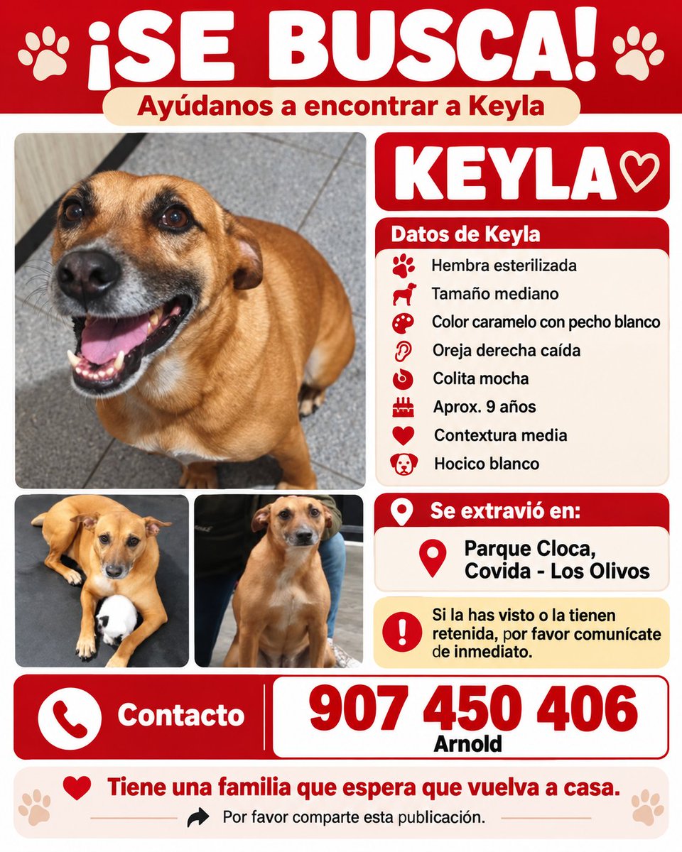 PawFindr's tweet photo. Se busca a Keyla 🥺🙏 Amigos de Los Olivos, ATENTOS 🚨🔊 COMPARTAN #PawFindr #Mascotas #MascotasPerdidas #ayudaanimal https://t.co/UYow9rmIDd