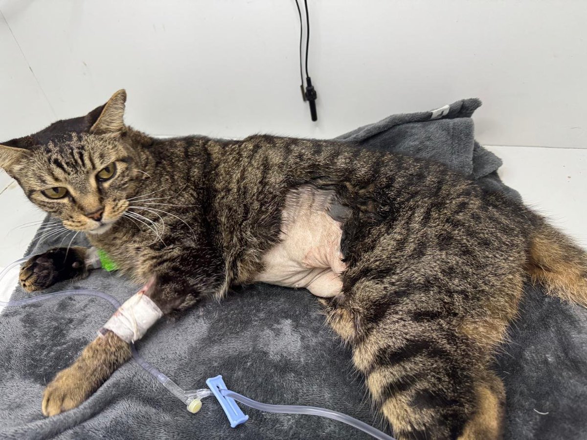 Ari_Arciniega6's tweet photo. Actualización de la rifa a favor de Babry 🐈 para poder saldar su cuenta veterinaria 🩺 solicitamos tan solo 24 corazones que se sigan sumando adquiriendo 1 🎫 con valor de $100 por un extractor de jugos marca Koblenz nuevo de paquete 🍇 por favor súmate para que se pueda saldar el adeudo de Babry 🐈 quién posteriormente a su último ultrasonido el día de mañana pueda ser dada de alta . Gracias por leerme y tú apoyo invaluable 🐾