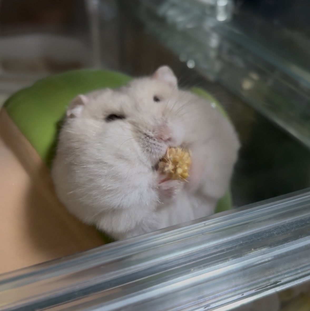 nanouliszt's tweet photo. うちの70gデブネズミ、マジで見てほしい https://t.co/FXRiqEnYSB