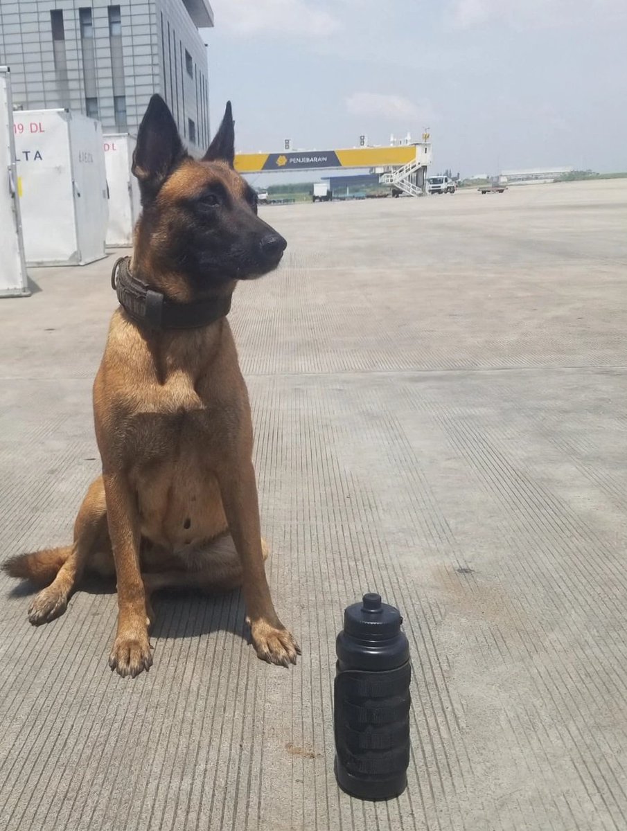 QuinTheK9's tweet photo. Today was a hot day but I never forget to stay refreshed. https://t.co/6Drvzex7U9