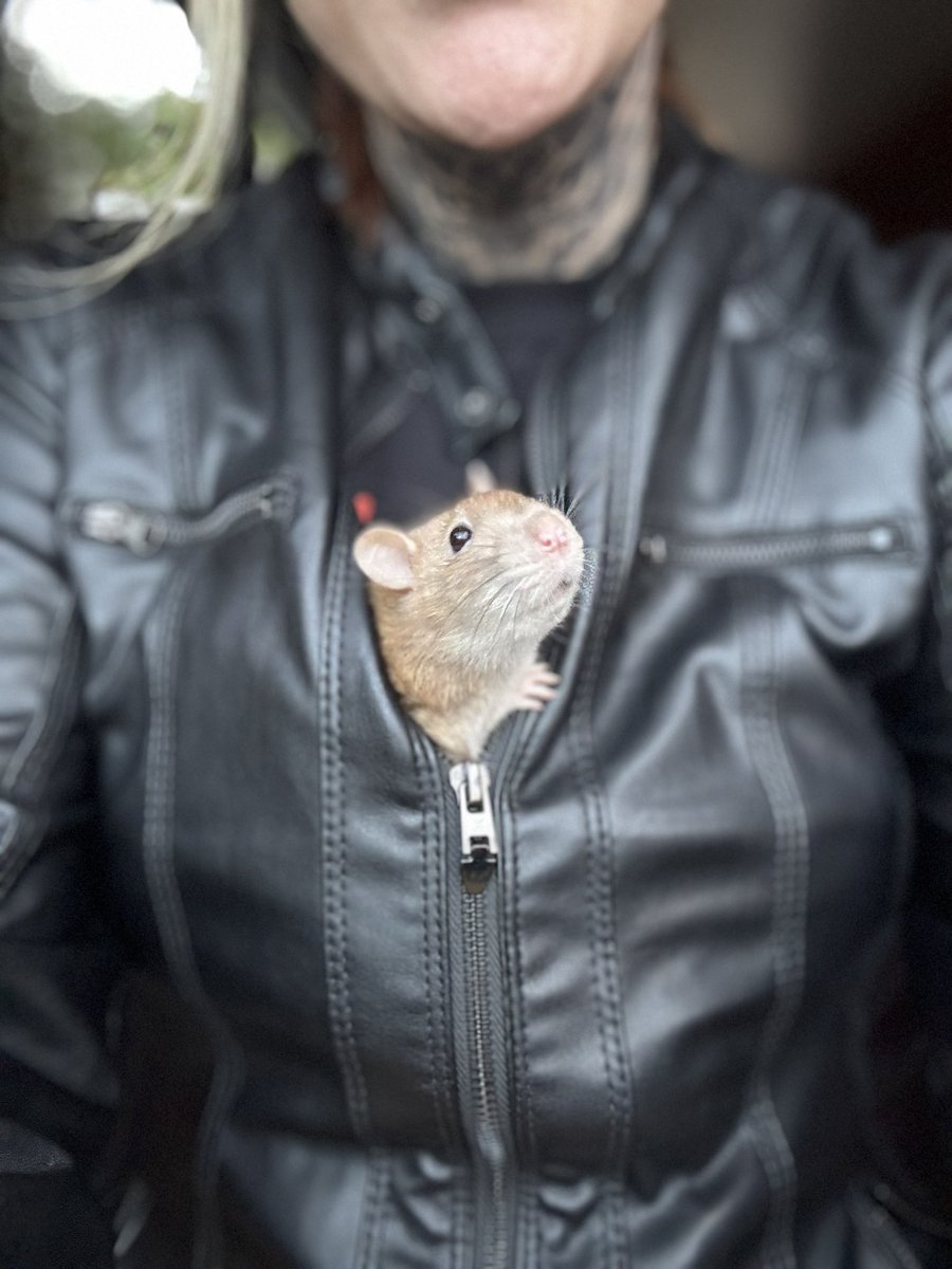 RatsPicnic's tweet photo. https://t.co/xq95ynNBed