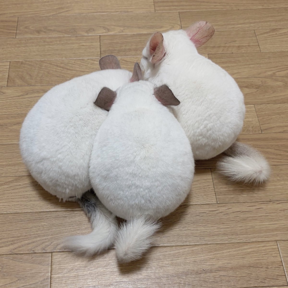 oisioisioi's tweet photo. チンチラの塊 https://t.co/Ft0Kz59GGT