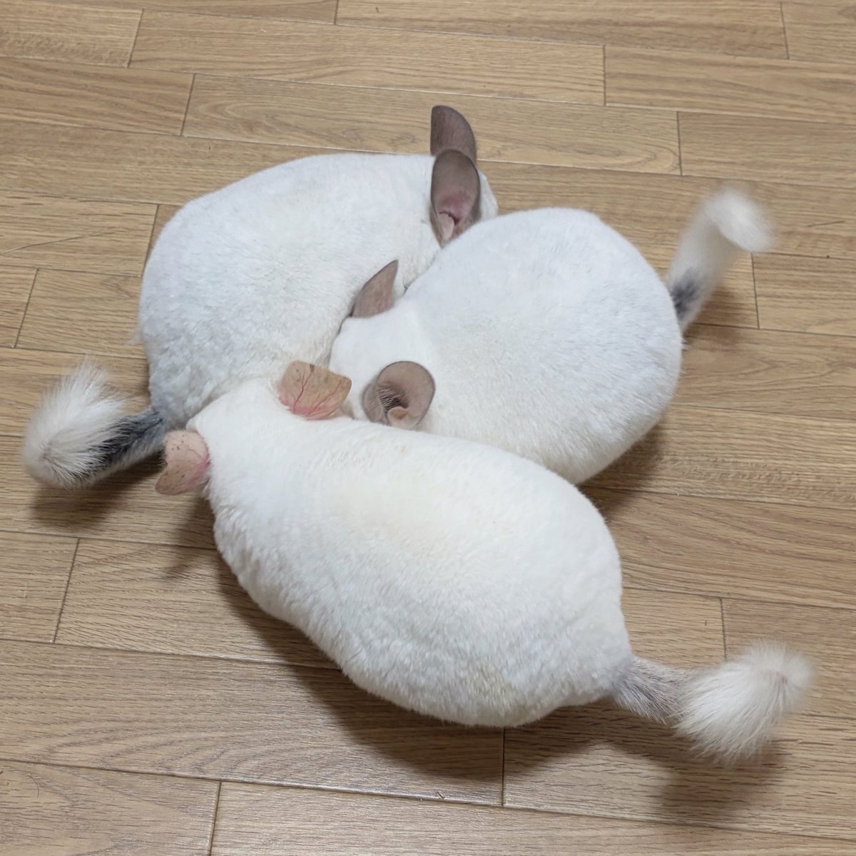 oisioisioi's tweet photo. チンチラの塊 https://t.co/Ft0Kz59GGT