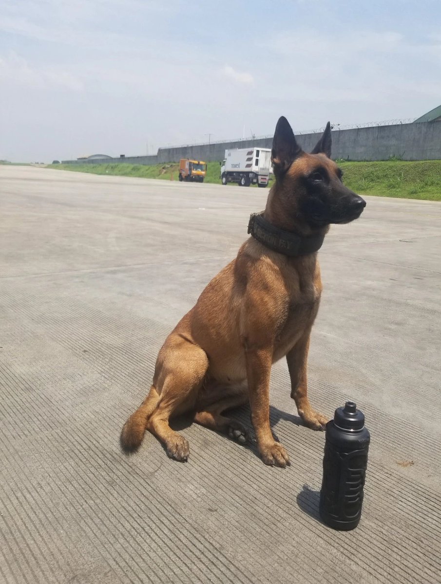 QuinTheK9's tweet photo. Today was a hot day but I never forget to stay refreshed. https://t.co/6Drvzex7U9