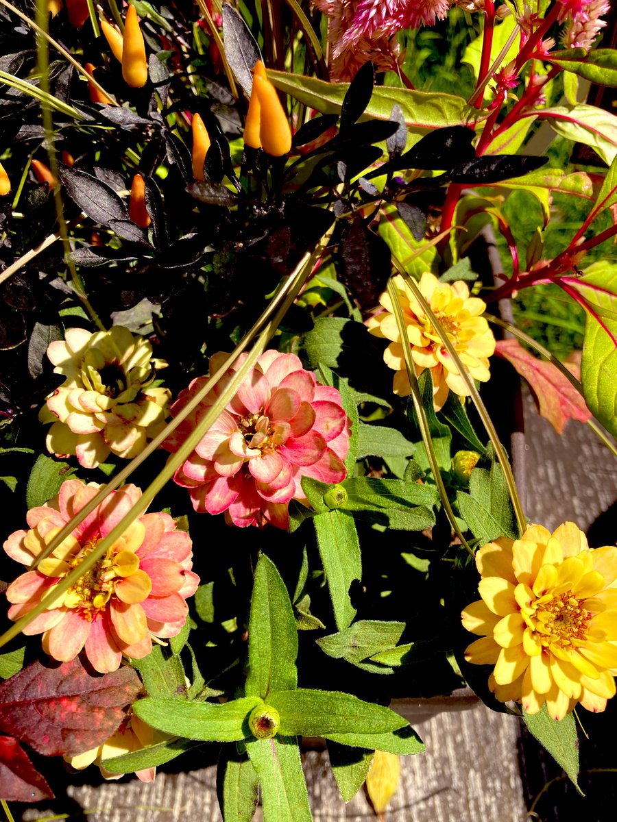 gurichannel's tweet photo. おはようございます😃
 
朝は上着が要りますね
寒暖差で紅葉進みそうです🍁🍂

本日もよろしくお願いします🤲

いつもありがとうございます😊 https://t.co/NcxhiRuw4p