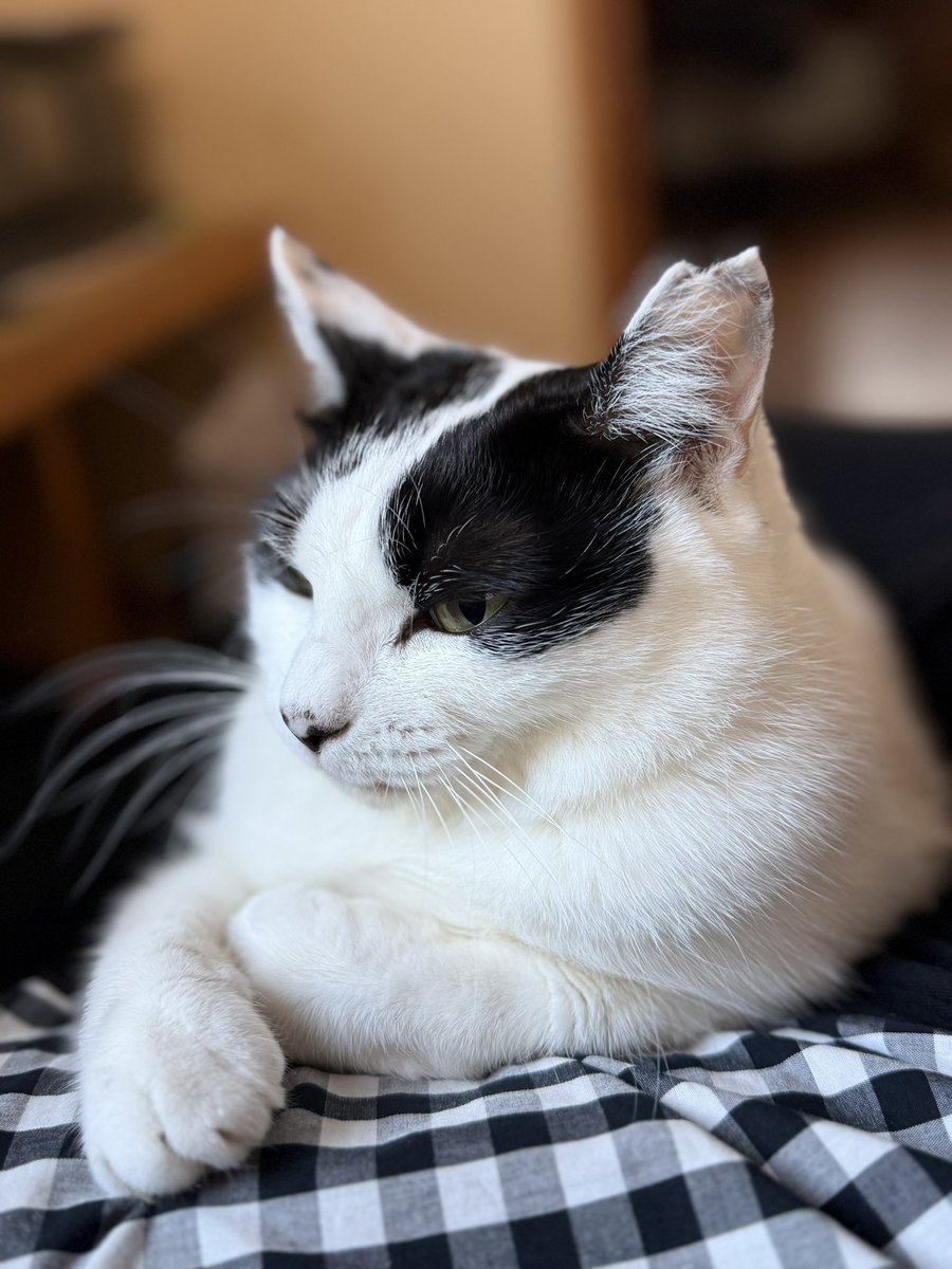 AkikoHatsu's tweet photo. おはようございます。
朝は寒いのか膝の上に乗る猫。
今日は町会の川掃除に行くからおどきなさいよ。 https://t.co/mAABV5GxzO