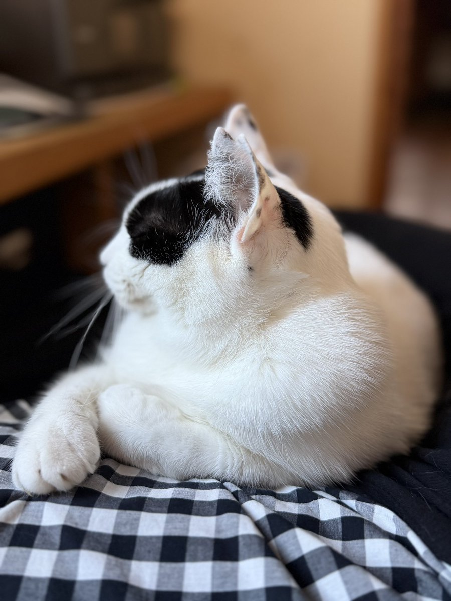 AkikoHatsu's tweet photo. おはようございます。
朝は寒いのか膝の上に乗る猫。
今日は町会の川掃除に行くからおどきなさいよ。 https://t.co/mAABV5GxzO
