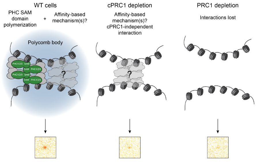 mileshuseyin's tweet photo. 1/9) Excited to share my preprint on Polycomb 3D chromatin interactions from my postdoc with @Anders_S_Hansen! 

We were surprised to find that canonical PRC1 doesn't seem to be the only contributor to these interactions:
https://t.co/uWY05Gqo8i https://t.co/CKxFggQZoz