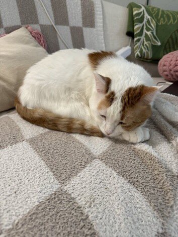 CharlieRaexa's tweet photo. She’s so cute 😻😆 https://t.co/IKw9Yqcw3t