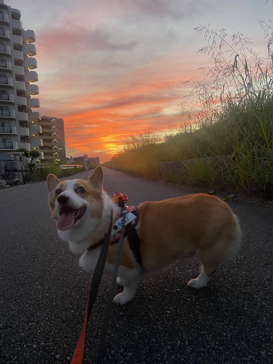 raraRAMU0221's tweet photo. 夕焼けが綺麗でした😉🐶💕
#welshcorgi #コーギー #小夏 #こなっちゃん https://t.co/T7OxUUOSTt