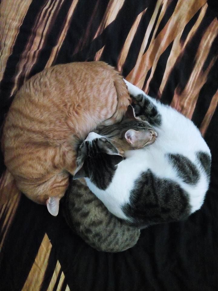 june_kyuuu's tweet photo. 고양이들끼리 같이 자면서 한 덩어리가 되어있는 거 보면 너무 마음 좋음..그렇게 싸우다가도 결국은 합체하고 잠.. https://t.co/LKUl8u0QIi