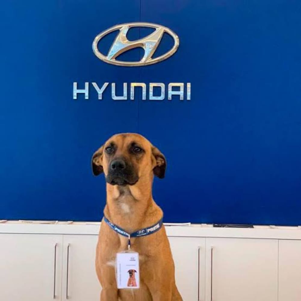 EnsedeCiencia's tweet photo. 🐶🚗 Un gerente de Hyundai en Brasil adoptó a un perro callejero y lo nombró Tucson Prime. Desde 2020, tiene credencial y un cargo como consultor: recibe a los clientes y conquista corazones https://t.co/Go0LmYoPZU