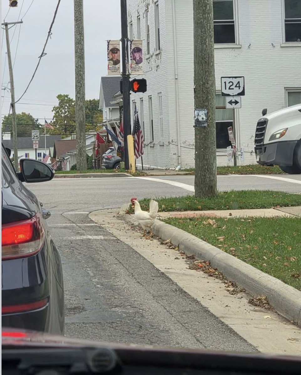 GrookGrok's tweet photo. We saw a hen at the crosswalk today. 

( Real not AI)

#ChickenNews #cagefree https://t.co/dt3sOmn7cI