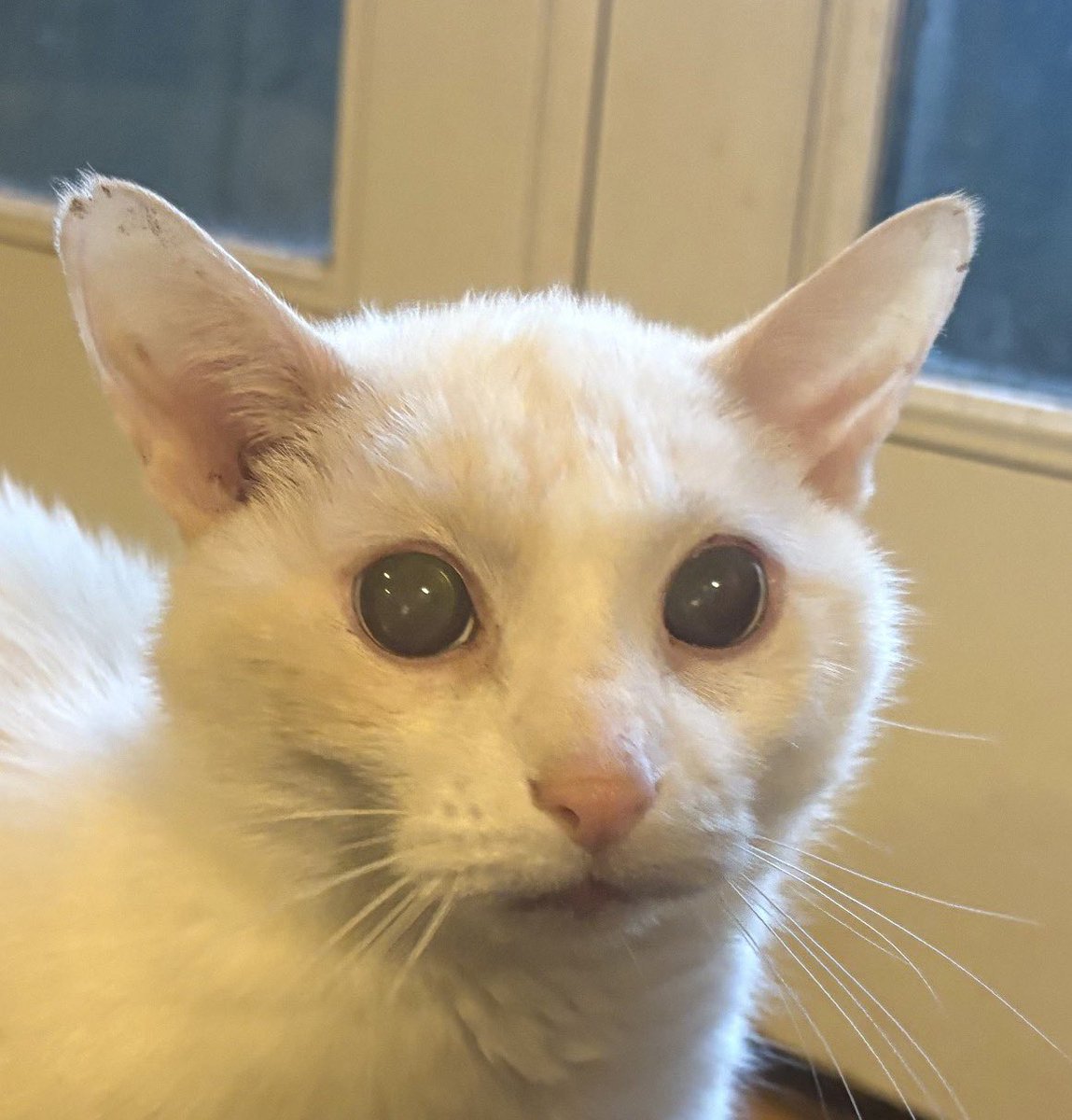 ganymedeshouse's tweet photo. What is this expression https://t.co/bPYgwWXVqL