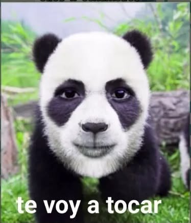 LuisFlo75311816's tweet photo. @domenicava_ Holaa https://t.co/mxFErmdVYA