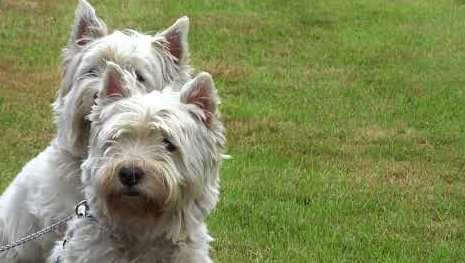 tourscotland's tweet photo. Good night with a Tour #Scotland travel video Blog of #West #Highland #White #Terriers dogs, commonly known as the #Westie or #Westy, listening to bagpipes music, on #ancestry, #genealogy, #history visit and trip to the grounds of #Glamis #Castle https://t.co/DO4wIHzjej https://t.co/ctkAx8r93W