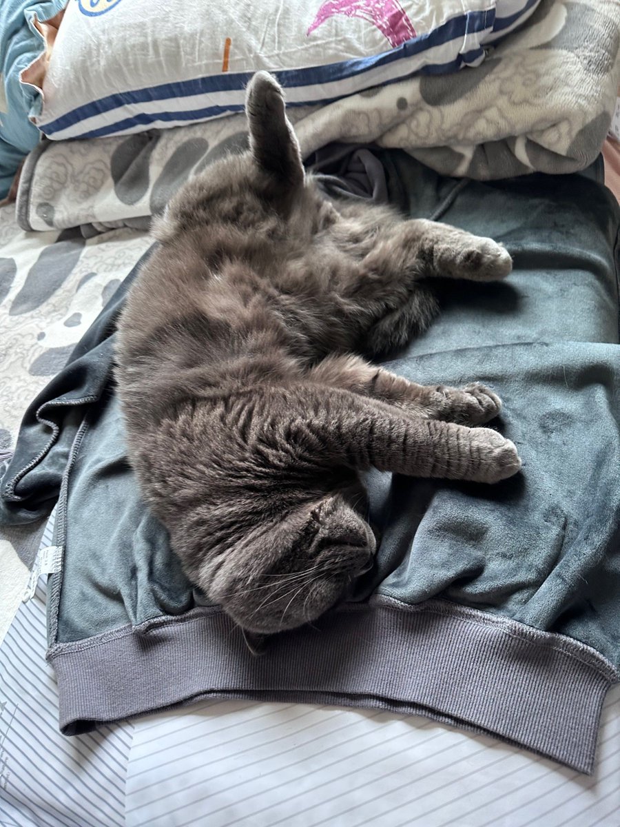 j0aszu's tweet photo. Just knocked over a pile of laundry mid-fold—looks like my cat claimed the mess as her new napping spot https://t.co/MzYBZraxPX