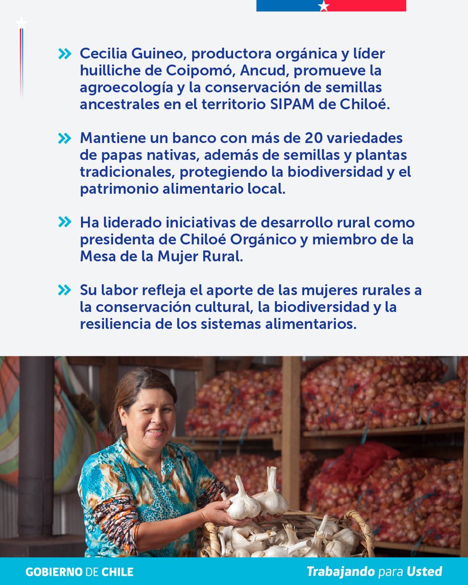 MinagriCL's tweet photo. 👩‍🌾✨ ¡La agricultura de Chile destaca a nivel internacional!

En Roma, la @FAO reconoció a Cecilia Guineo, productora orgánica y líder huilliche de Coipomó, Ancud, Chiloé, como una de las 100 mujeres líderes de los sistemas agroalimentarios y el desarrollo rural.

En el territorio SIPAM de Chiloé, promueve la agroecología y conserva más de 20 variedades de papas nativas, junto con semillas y plantas tradicionales que resguardan la biodiversidad y el patrimonio alimentario local.

Su trayectoria, marcada por el liderazgo y el compromiso con el desarrollo rural, refleja el valioso aporte de las mujeres rurales a una agricultura sostenible y a la conservación de nuestras tradiciones 🇨🇱🌿