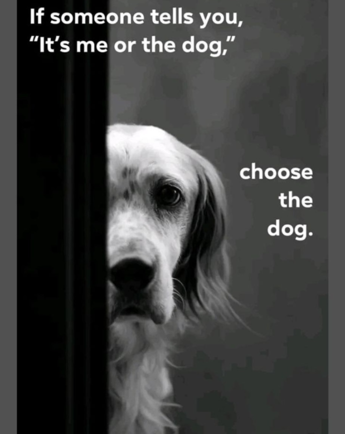 TweeetsOfDogs's tweet photo. https://t.co/nenc1dym1o