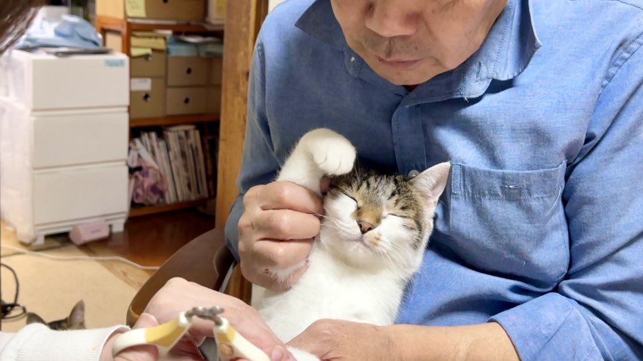 nasu_chourakuji's tweet photo. アタシできるもん！文句を言わずに爪切りこーちゃん！ https://t.co/6BMFAvTtOp @YouTubeより https://t.co/7ZVQgwlrpg