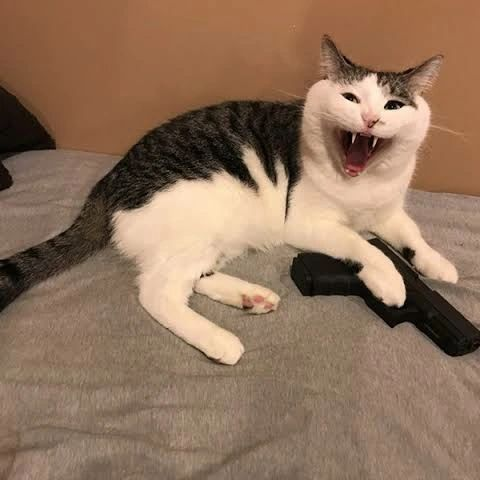 PunchingCat's tweet photo. https://t.co/XtUnuMyTPS