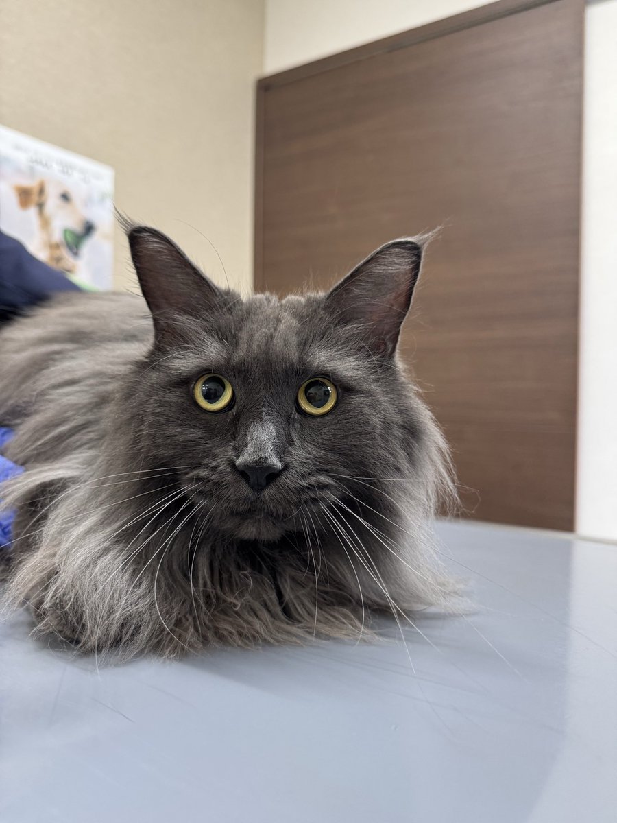 minatomati9582's tweet photo. ペーターJr.様。今日も全ての犬猫さんにとっていい日になりますように。 https://t.co/VYX52Hf9Rj