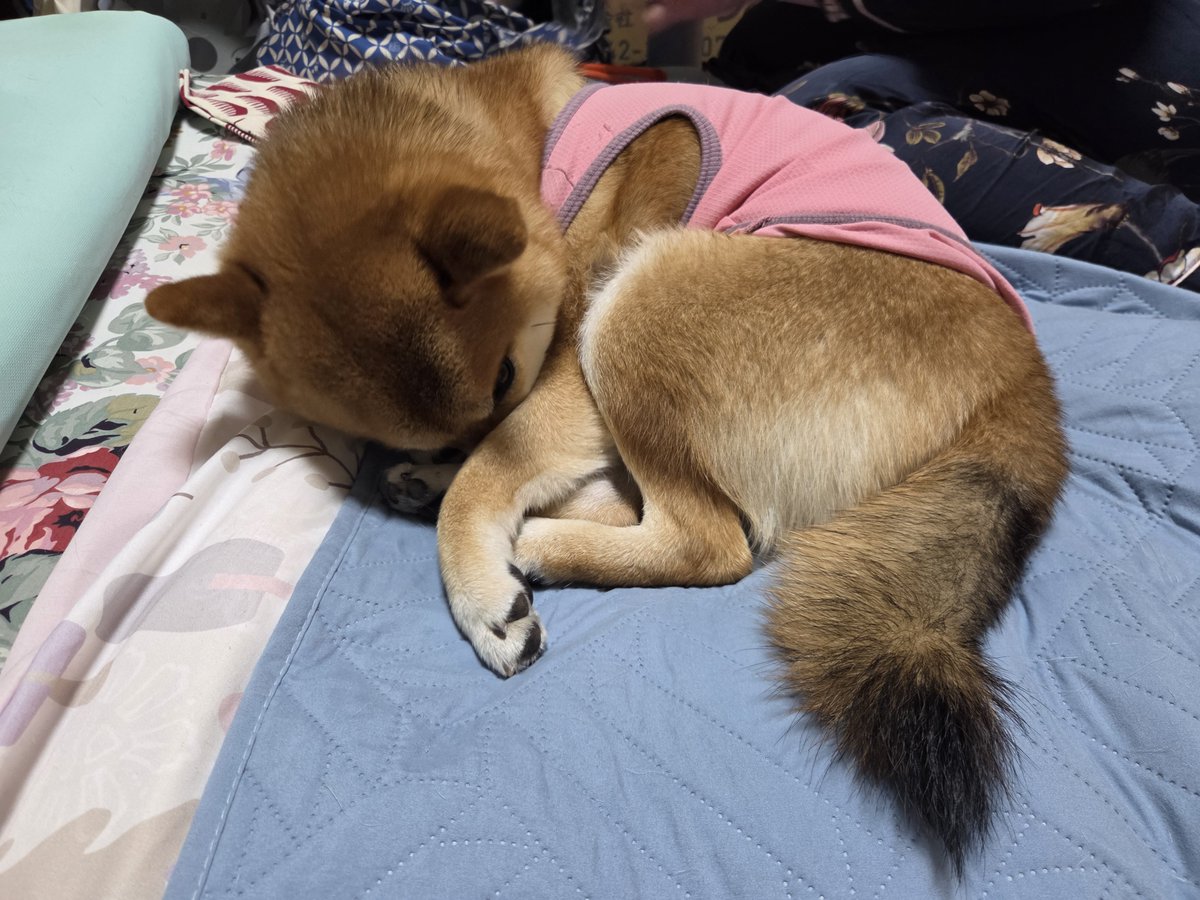 kupialoha's tweet photo. 叱られて
#まる
#2024年2月4日生まれ
#初めて会った日2024年3月20日
#うちに来た日2024年3月29日
#羽陽✕皇鈴の七星
#武蔵照陽荘
#柴犬
#日本犬
#天然記念物
#しばわんこ
#柴犬のいる暮らし
#犬のいる幸せ
#好きな風景 https://t.co/4J1jXcYkTZ