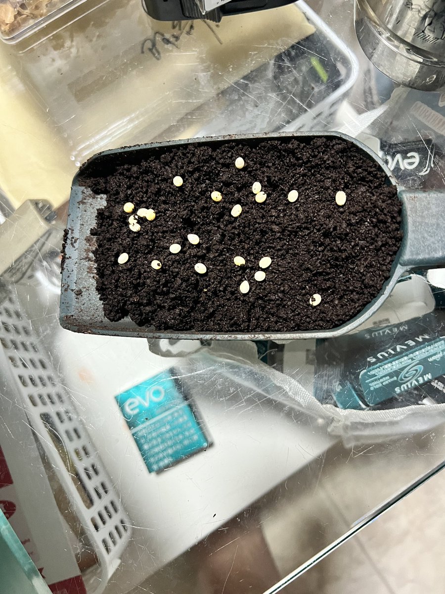 KellyD1insect's tweet photo. 早朝から♂173.5♀172Rの2回目採卵を👍
前回分19個はほぼ有精卵を確認❤️
今回は24個　合わせて43個。
なかなか優秀☺️
体重残ってるからまだ産むはず。

@morisimaisuki 氏
@taka223herher 氏

今回はバッチリです👍 https://t.co/YIEPDjPvkR