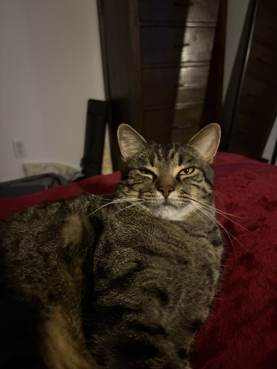 experimentalung's tweet photo. he just woke up and did a little chirp and instantly starting purring i think he forgot i was home im crying https://t.co/pFb56cLvnA